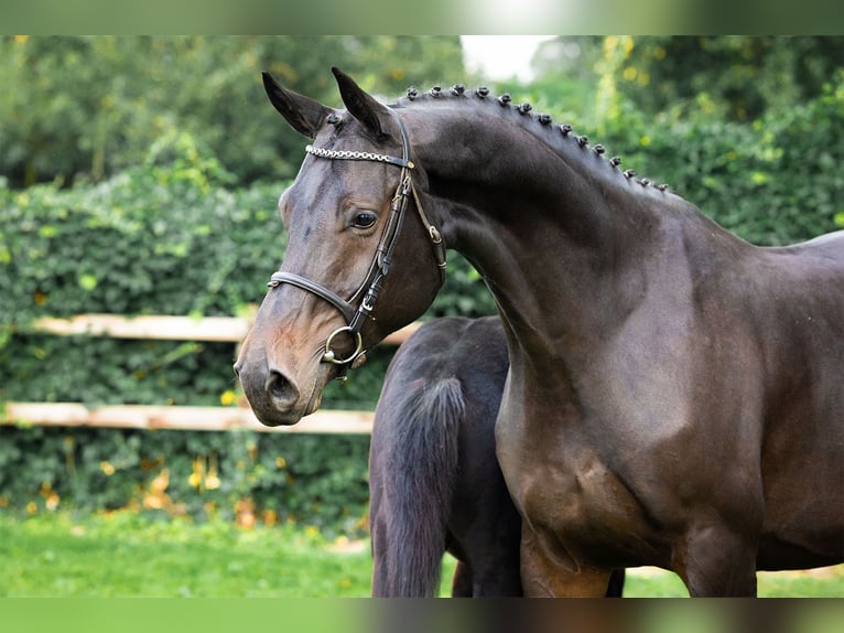 KWPN Mare 7 years Smoky-Black in Heerde