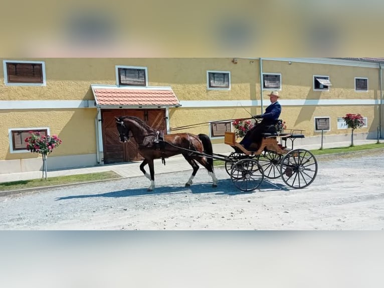 KWPN Mare 8 years 15.2 hh Bay in Osijek