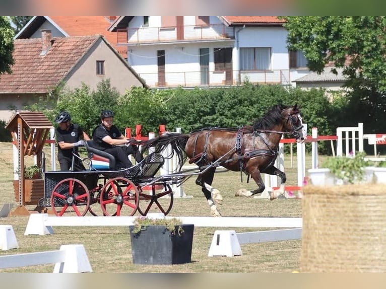 KWPN Mare 8 years 15.2 hh Bay in Osijek