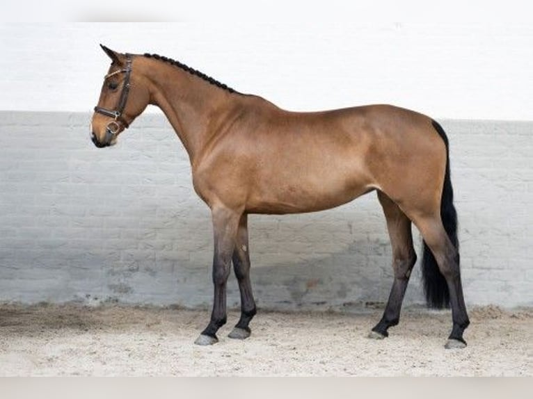 KWPN Mare 8 years 15,3 hh Brown in Heerde