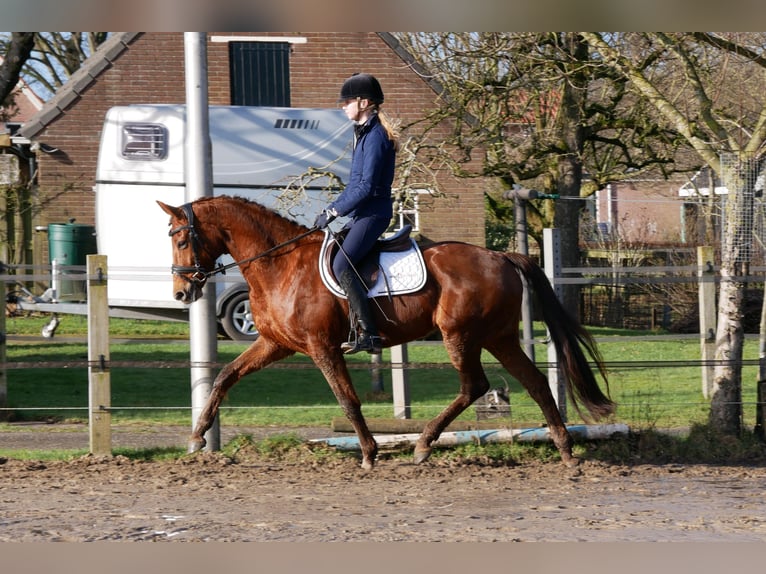 KWPN Mare 8 years 15,3 hh Chestnut in Barchem