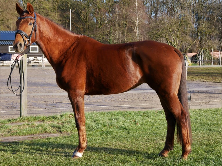KWPN Mare 8 years 15,3 hh Chestnut in Barchem