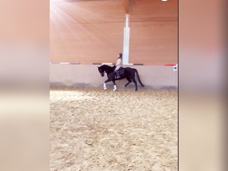 KWPN Mare 8 years 15,3 hh Smoky-Black in Bochum