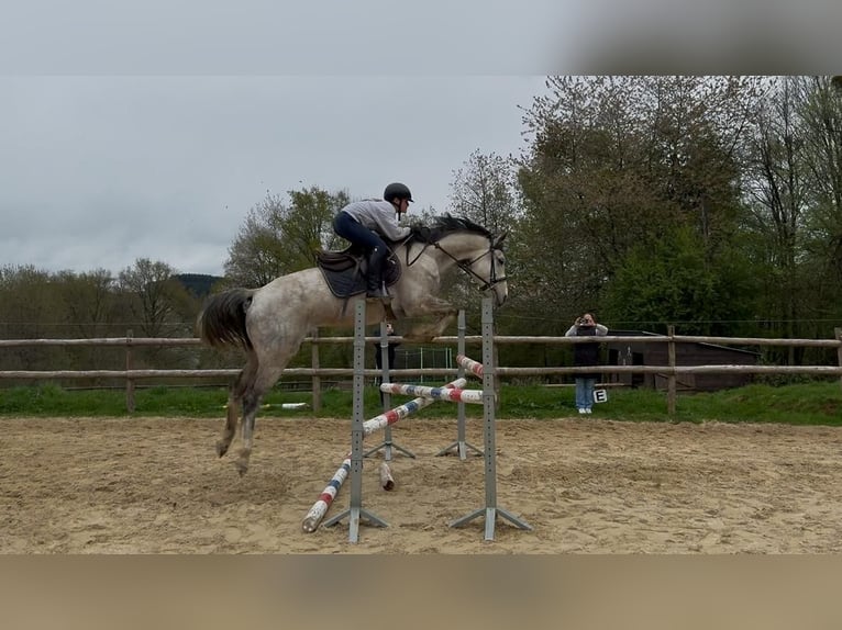 KWPN Mare 8 years 15.3 hh White in Kalmthout