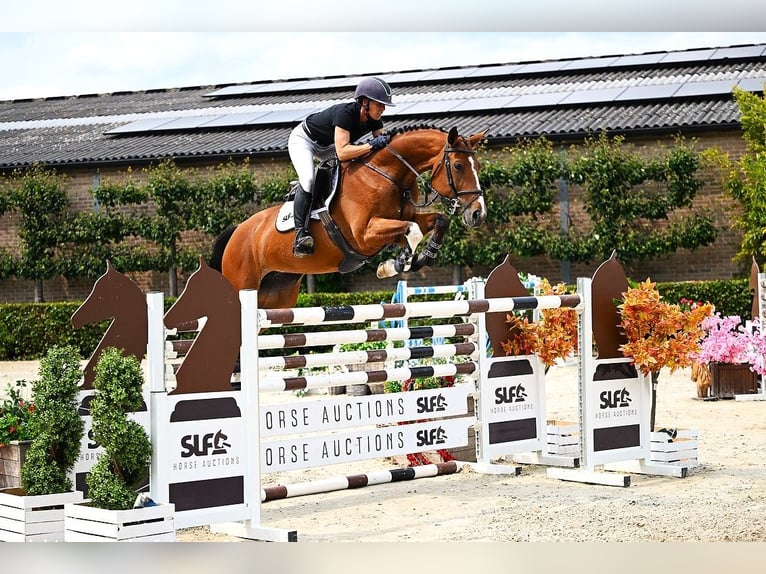 KWPN Mare 8 years 15,3 hh Brown in Bladel