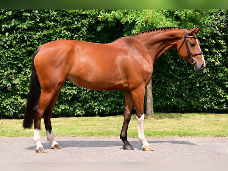 KWPN Mare 8 years 15,3 hh Brown in Bladel
