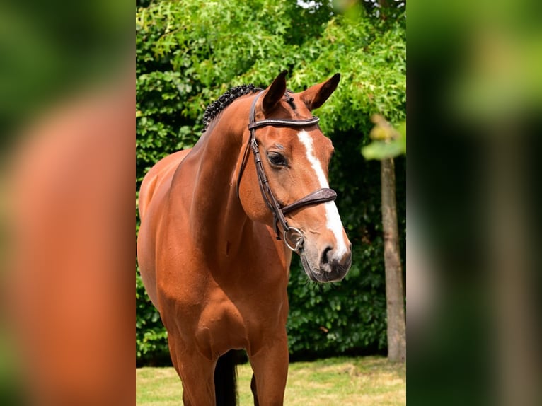 KWPN Mare 8 years 15,3 hh Brown in Bladel
