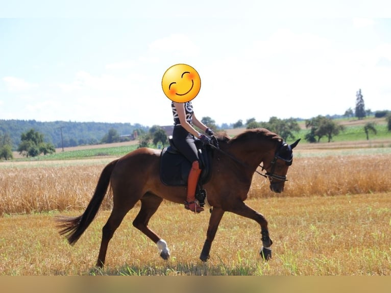 KWPN Mare 8 years 15,3 hh Chestnut in Engen
