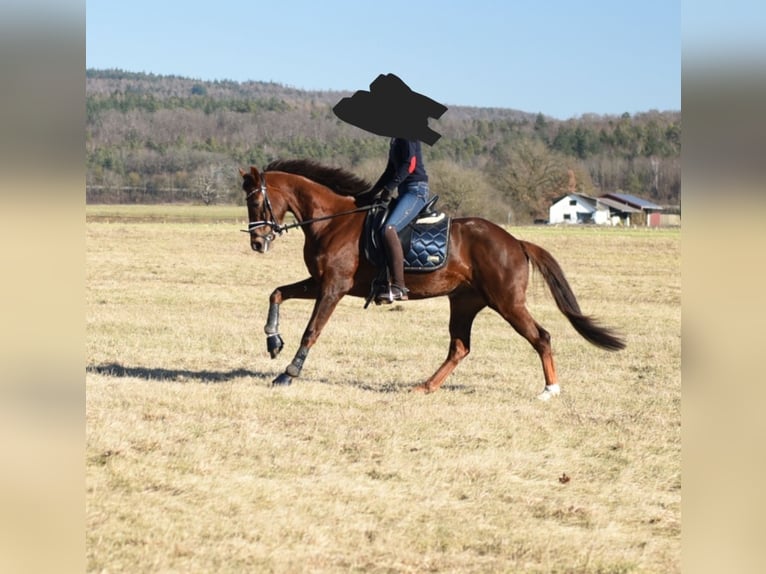 KWPN Mare 8 years 15,3 hh Chestnut in Engen