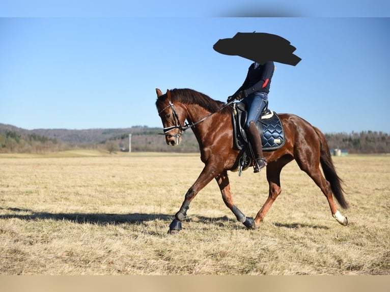 KWPN Mare 8 years 15,3 hh Chestnut in Engen