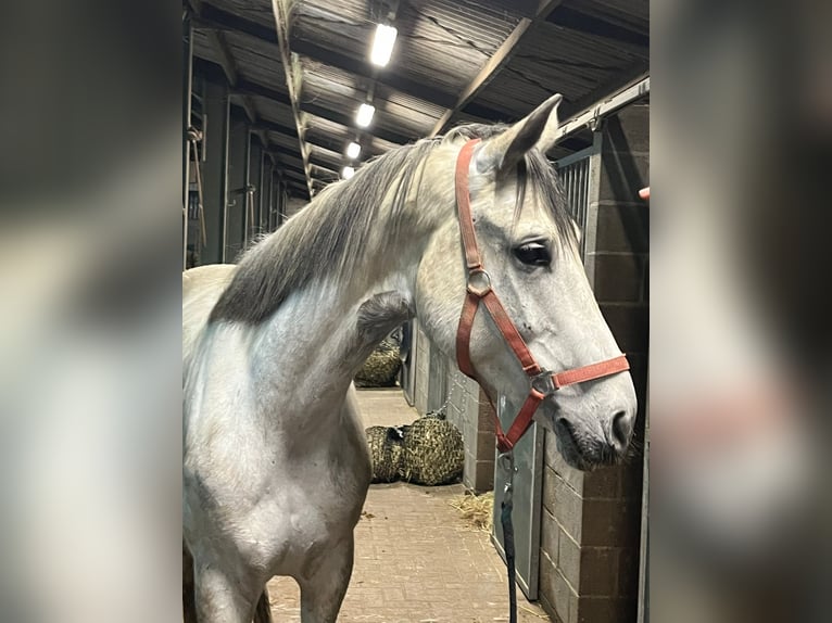 KWPN Mare 8 years 15,3 hh White in Kalmthout