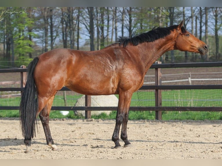 KWPN Mare 8 years 16,1 hh Bay in Wezup