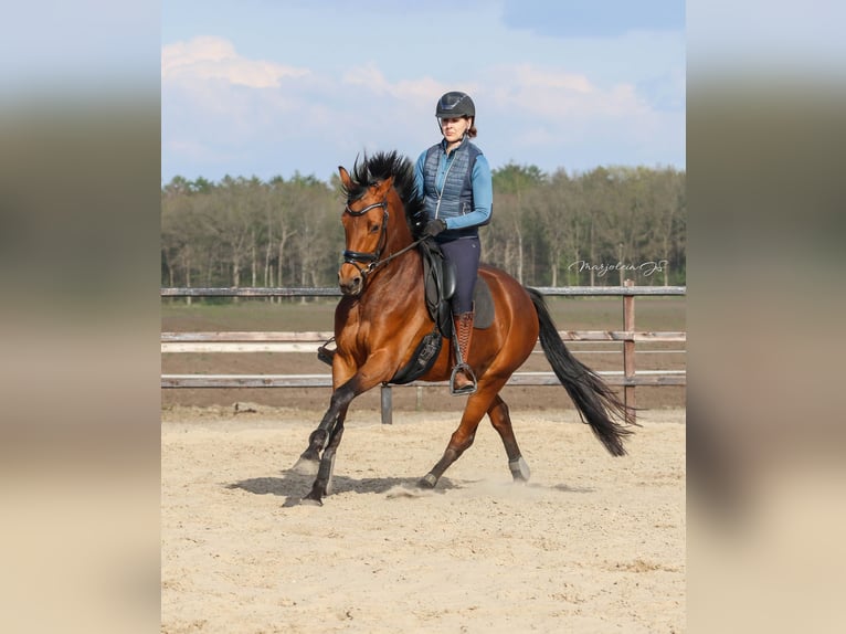 KWPN Mare 8 years 16,1 hh Bay in Wezup