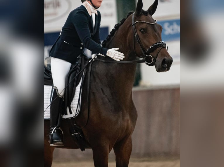 KWPN Mare 8 years 16.1 hh Bay-Dark in Almkerk