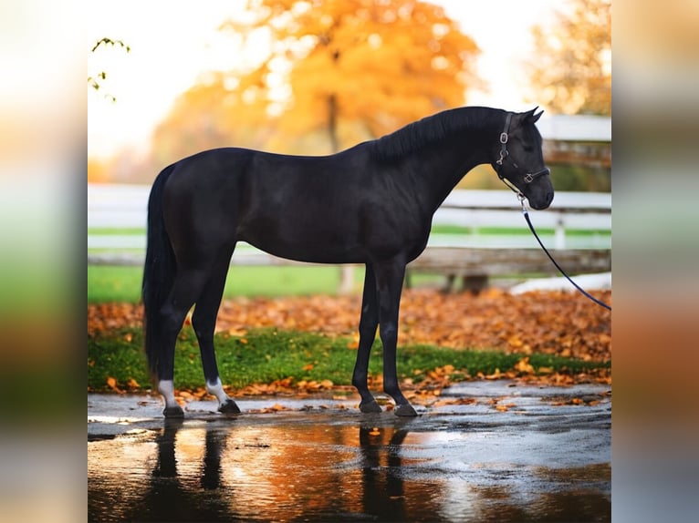 KWPN Mare 8 years 16,1 hh Bay-Dark in M&#xF3;r