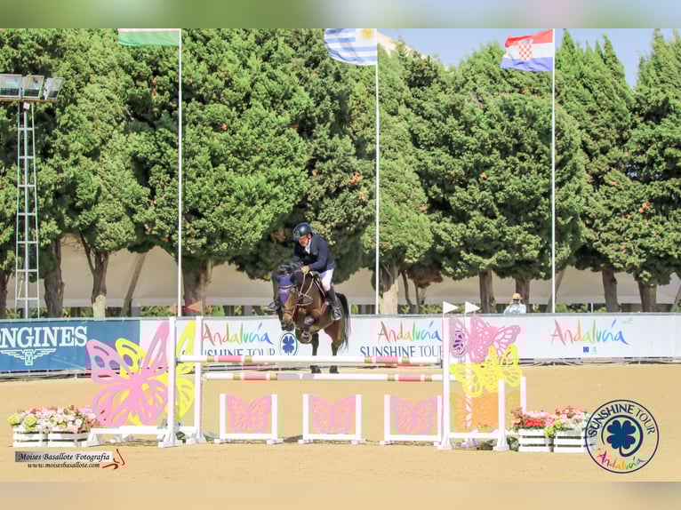 KWPN Mare 8 years 16.1 hh Bay-Dark in Brunete