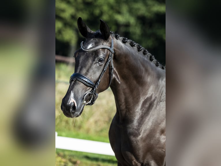 KWPN Mare 8 years 16,1 hh Black in Leur