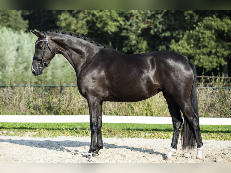 KWPN Mare 8 years 16,1 hh Black in Leur