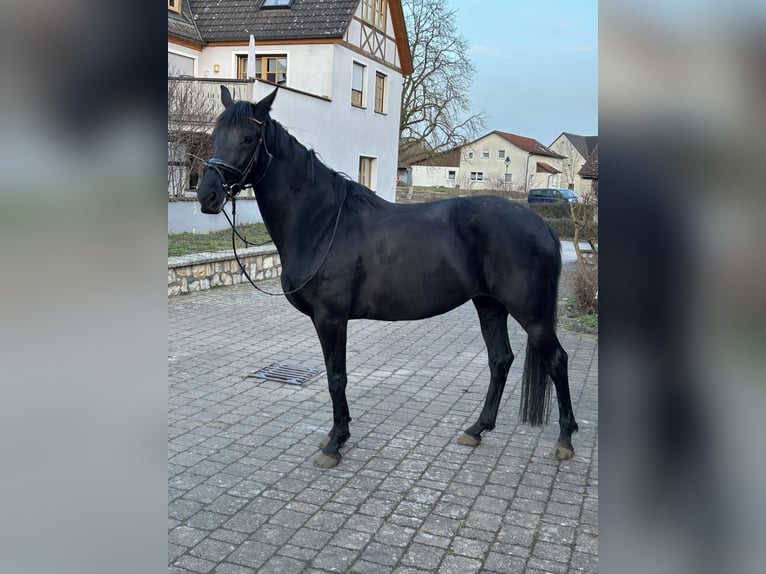 KWPN Mare 8 years 16.1 hh Black in Treuchtlingen