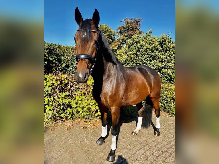 KWPN Mare 8 years 16,1 hh Brown in Lepelstraat