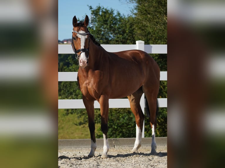 KWPN Mare 8 years 16,1 hh Brown in Nettersheim