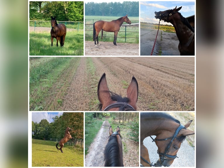 KWPN Mare 8 years 16,1 hh Brown in Oploo