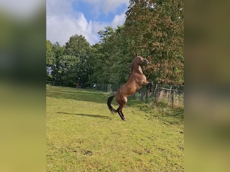 KWPN Mare 8 years 16,1 hh Brown in Oploo