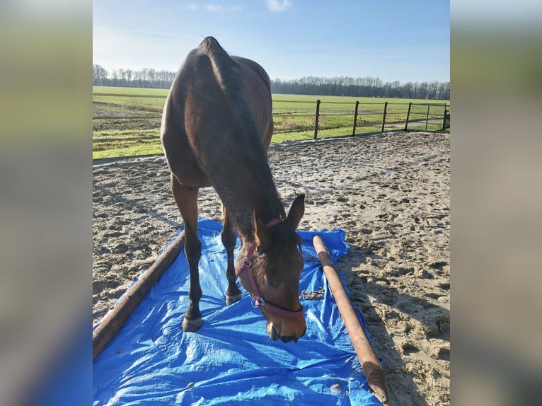 KWPN Mare 8 years 16,1 hh Brown in Oploo