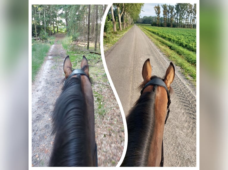 KWPN Mare 8 years 16,1 hh Brown in Oploo