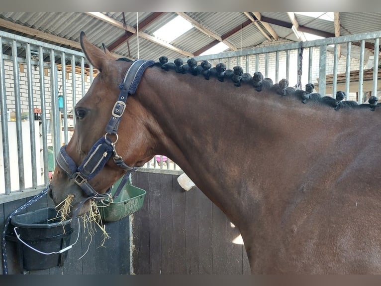 KWPN Mare 8 years 16,1 hh Brown in Oploo