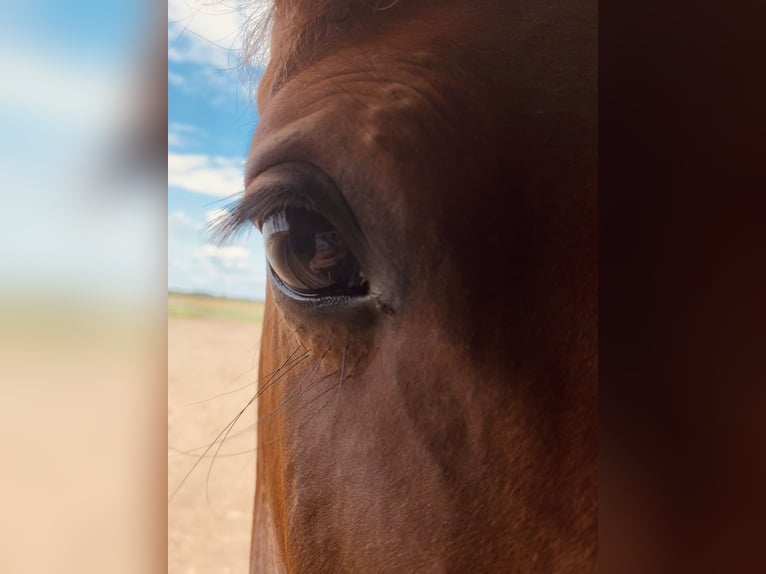 KWPN Mix Mare 8 years 16,1 hh Brown in Wesendahl