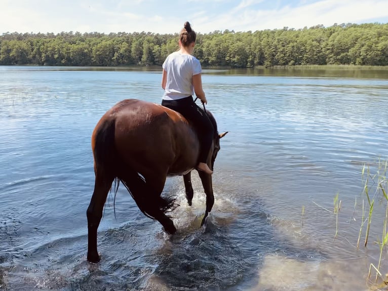 KWPN Mix Mare 8 years 16,1 hh Brown in Wesendahl