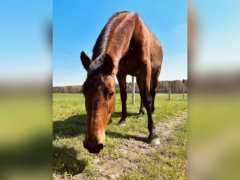 KWPN Mix Mare 8 years 16,1 hh Brown in Wesendahl