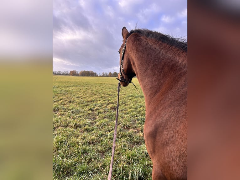 KWPN Mix Mare 8 years 16,1 hh Brown in Wesendahl