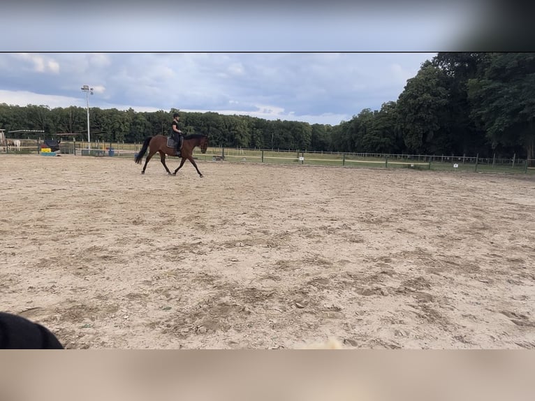 KWPN Mix Mare 8 years 16,1 hh Brown in Wesendahl