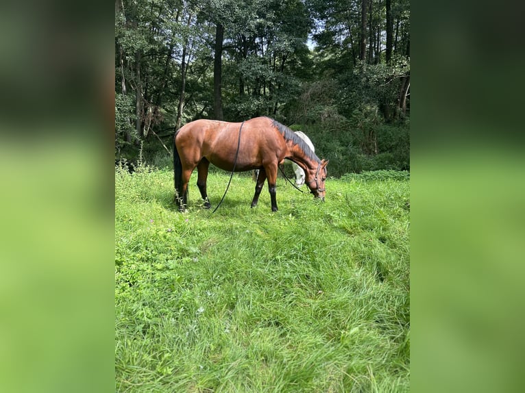 KWPN Mix Mare 8 years 16,1 hh Brown in Wesendahl