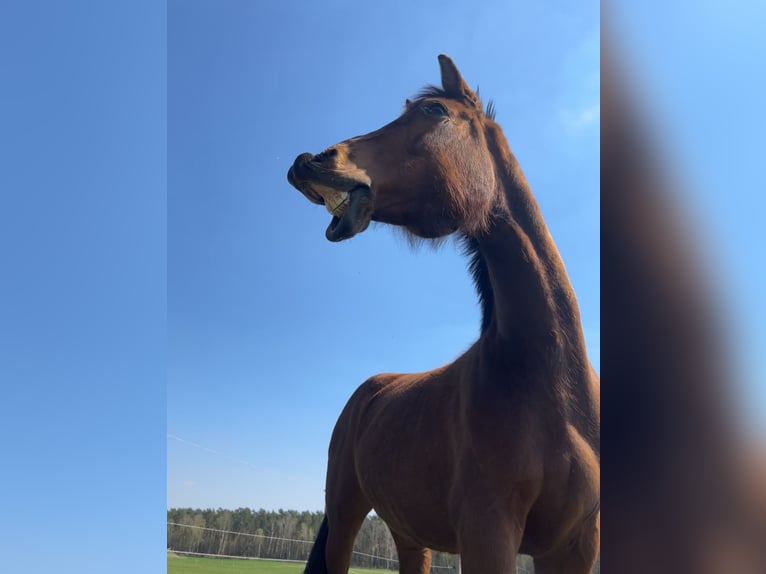 KWPN Mix Mare 8 years 16,1 hh Brown in Wesendahl