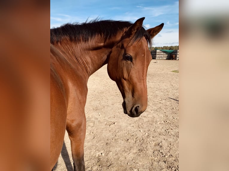 KWPN Mix Mare 8 years 16,1 hh Brown in Wesendahl