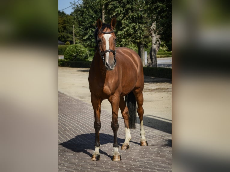 KWPN Mare 8 years 16.1 hh Brown in Veerle