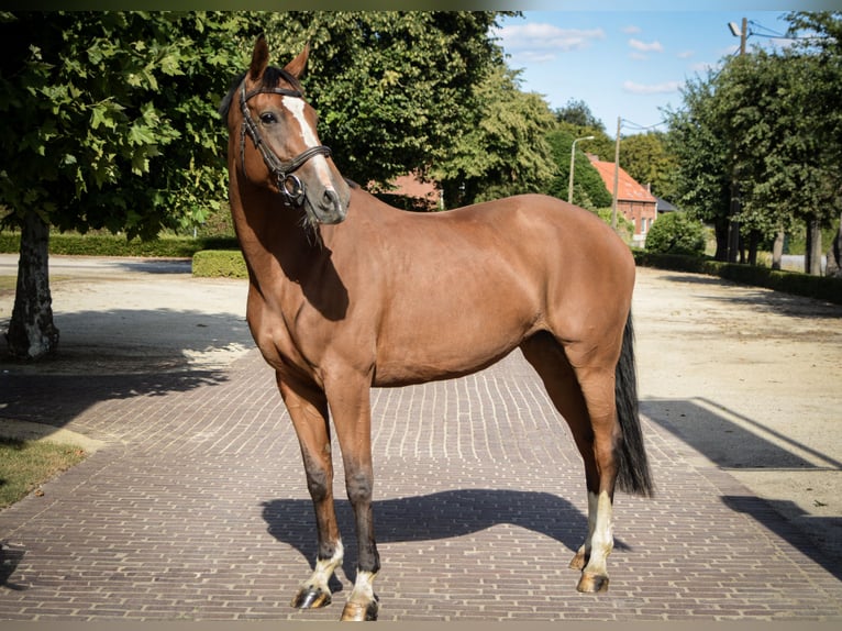 KWPN Mare 8 years 16.1 hh Brown in Veerle