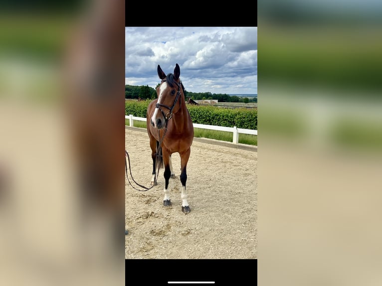 KWPN Mare 8 years 16,1 hh Brown in Rheinbach