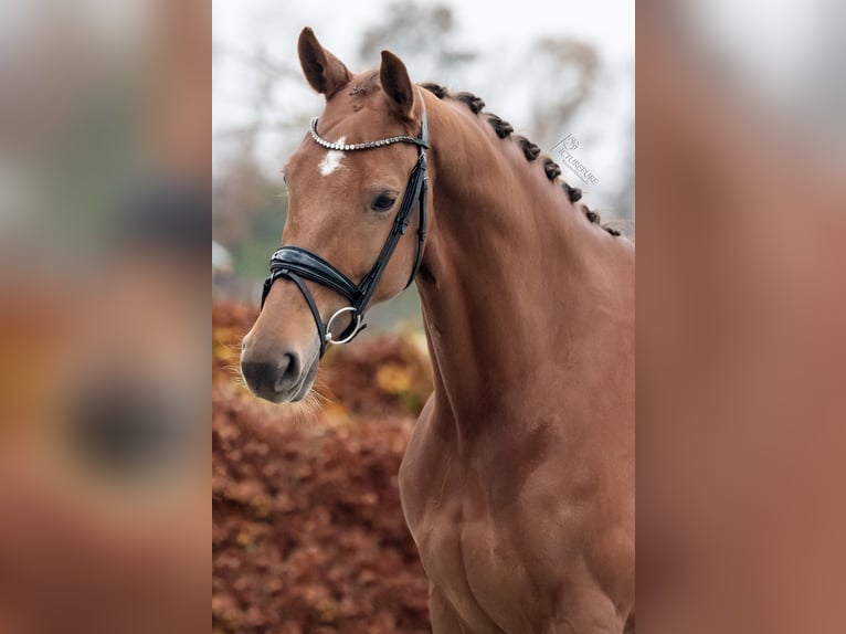 KWPN Mare 8 years 16,1 hh Chestnut in Goch