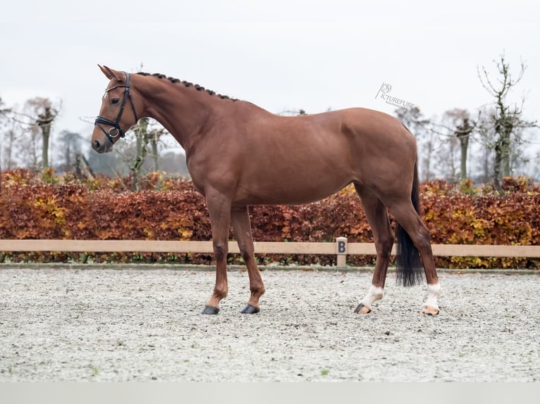 KWPN Mare 8 years 16,1 hh Chestnut in Goch