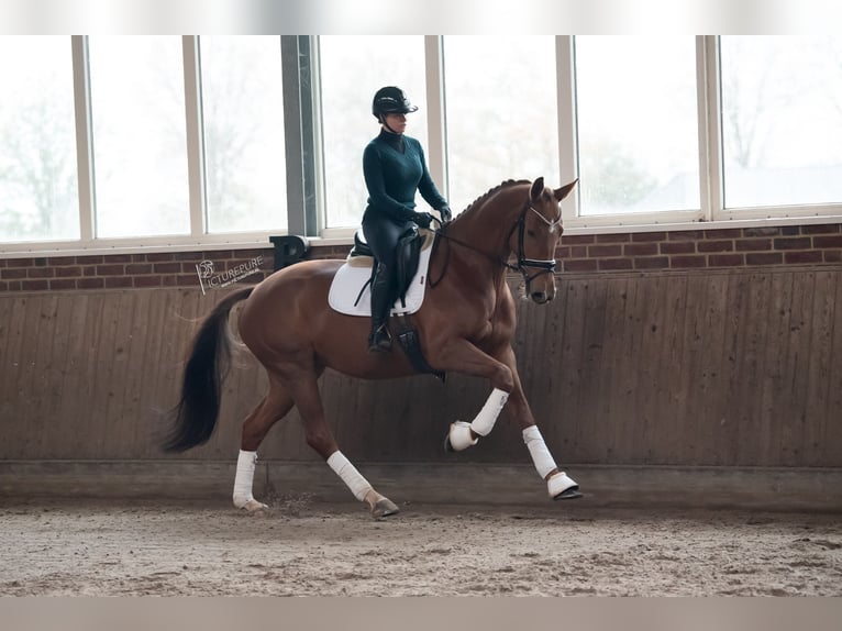 KWPN Mare 8 years 16,1 hh Chestnut in Goch