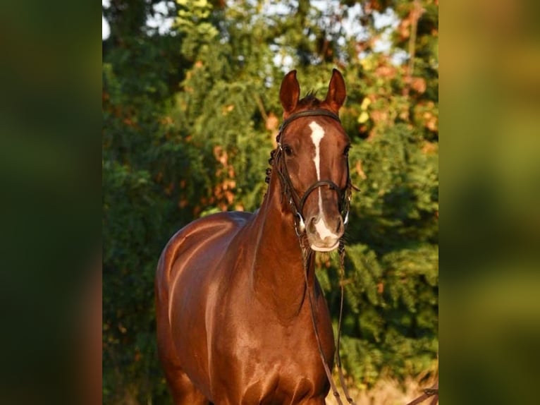 KWPN Mare 8 years 16,1 hh Chestnut in Gyula