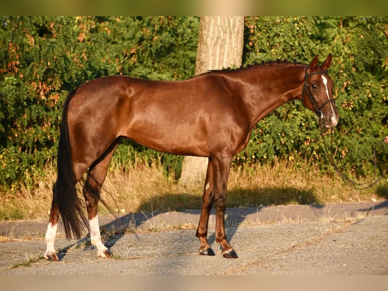 KWPN Mare 8 years 16,1 hh Chestnut in Gyula