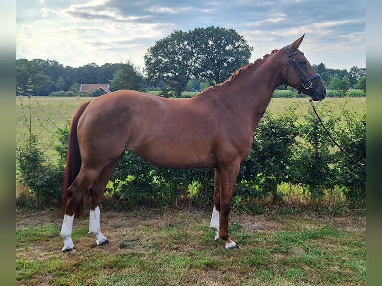 KWPN Mare 8 years 16.1 hh Chestnut-Red in Rekken