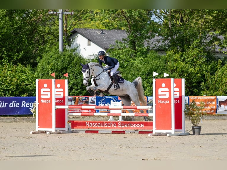 KWPN Mare 8 years 16,1 hh Gray-Dapple in Hattersheim