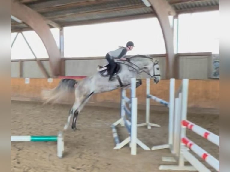 KWPN Mare 8 years 16,1 hh Gray-Dapple in Hattersheim