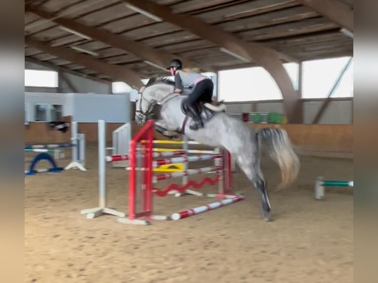 KWPN Mare 8 years 16,1 hh Gray-Dapple in Hattersheim